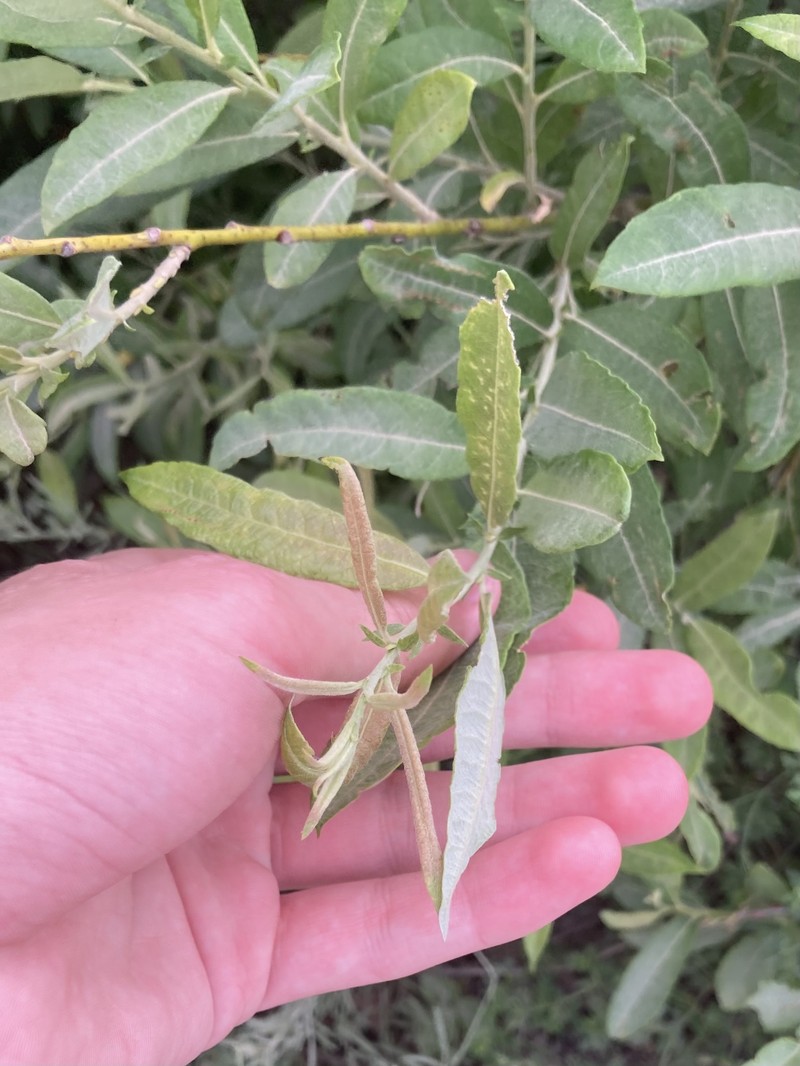 Salix humilis var. humilis photo 7