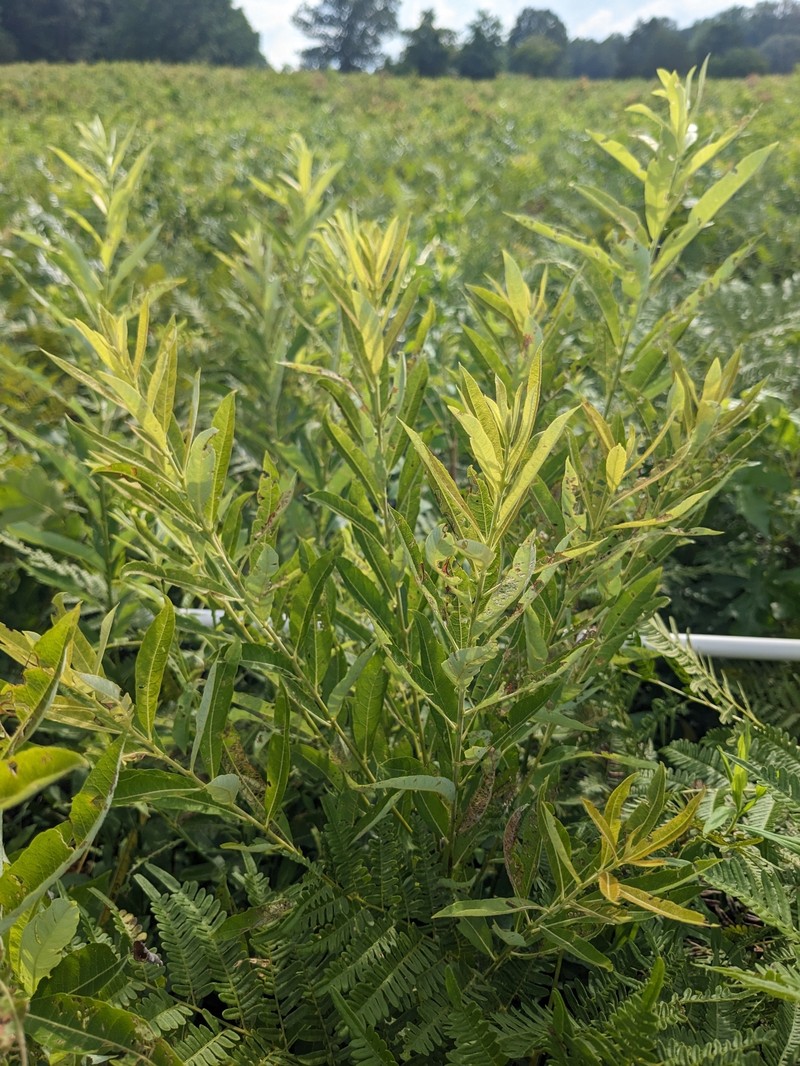 Salix humilis var. humilis photo 8