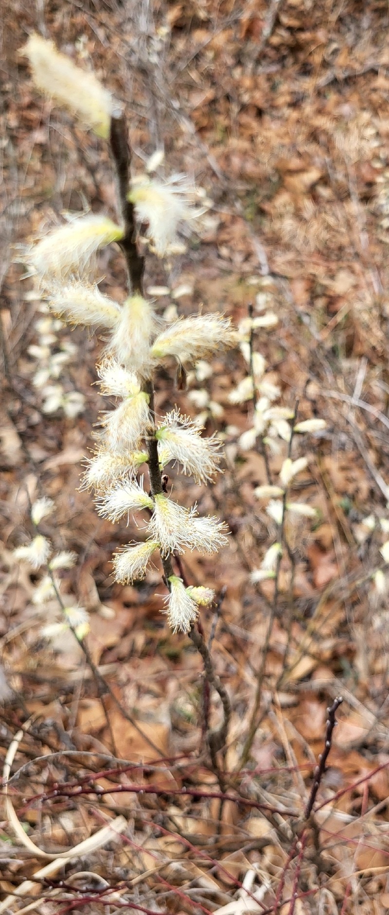Salix humilis var. tristis