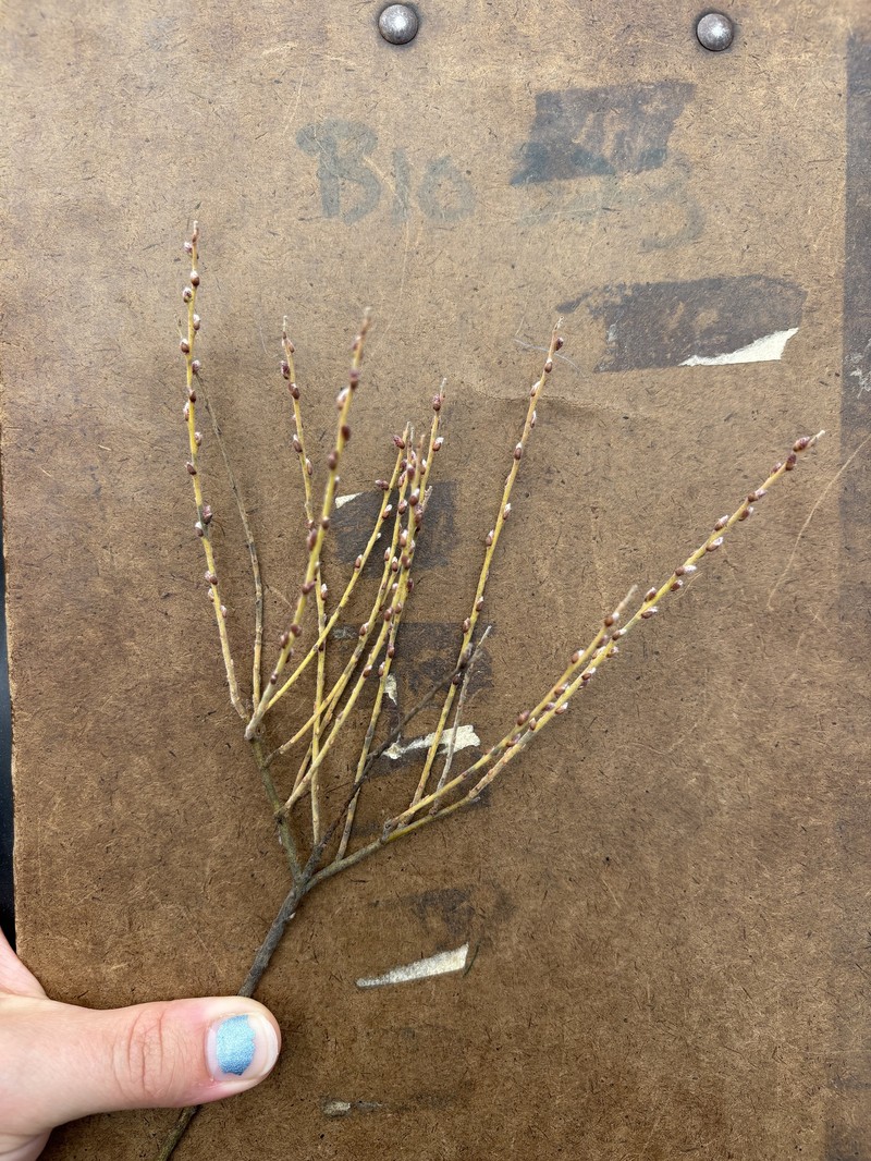 Salix humilis var. tristis photo 2