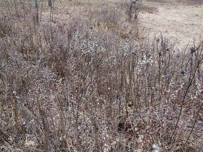 Salix humilis var. tristis photo 3