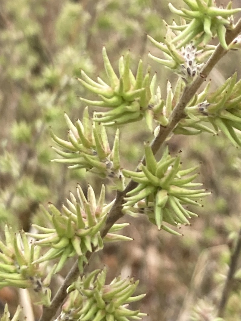 Salix humilis var. tristis photo 4