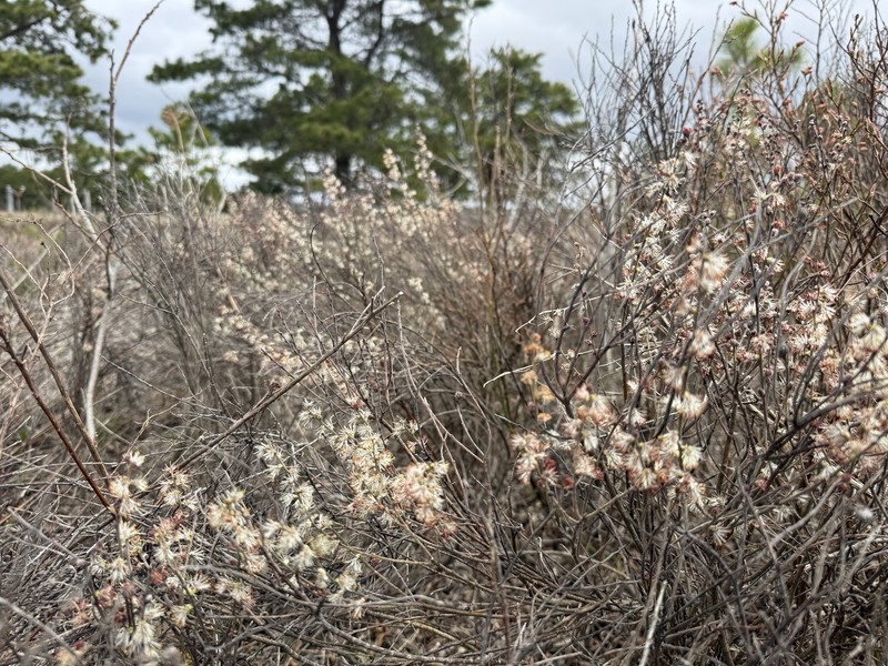 Salix humilis var. tristis photo 5