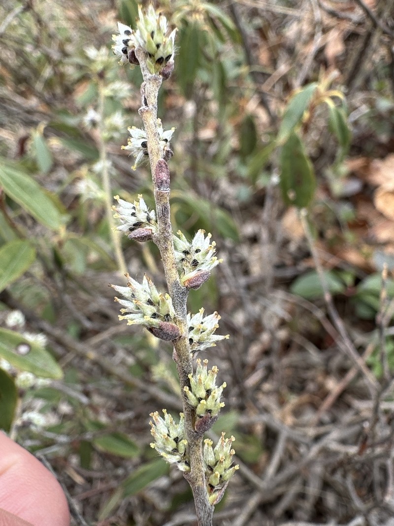 Salix humilis var. tristis photo 6