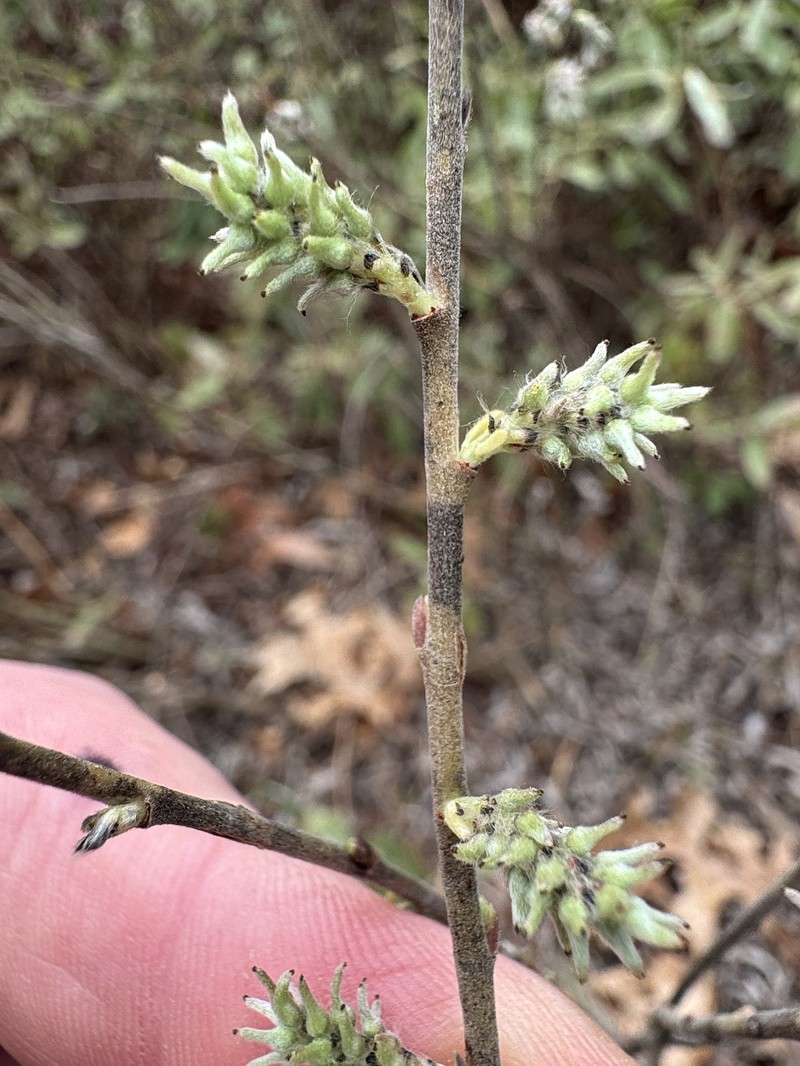 Salix humilis var. tristis photo 7
