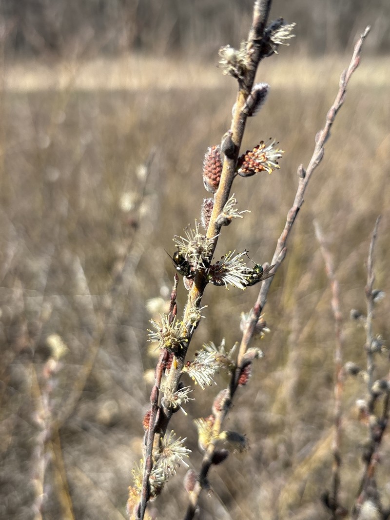 Salix humilis var. tristis photo 8