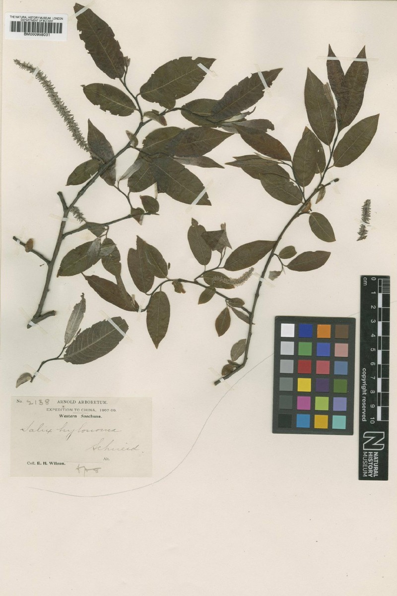 Salix hylonoma