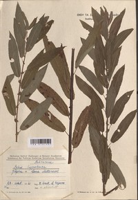 Salix hypoleuca