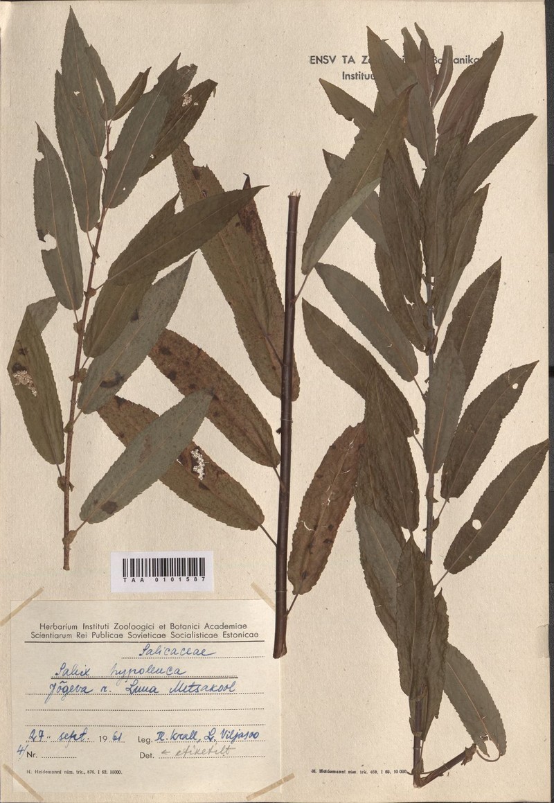 Salix hypoleuca