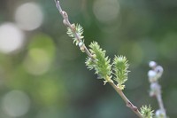 Salix iliensis