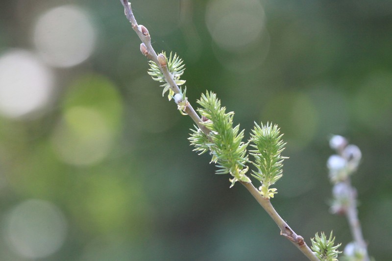 Salix iliensis