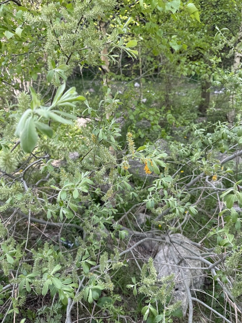 Salix iliensis photo 2