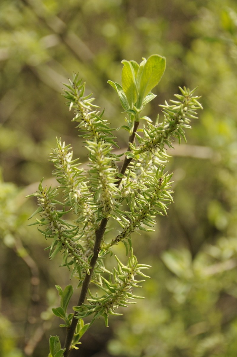Salix iliensis photo 3