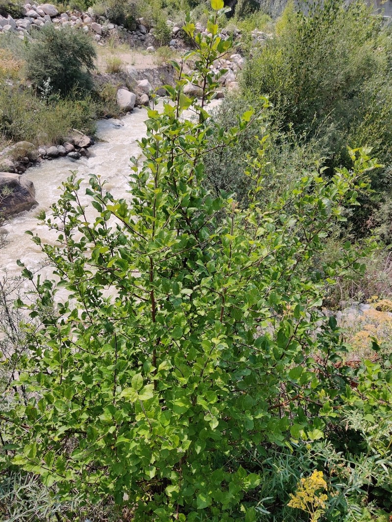 Salix iliensis photo 4