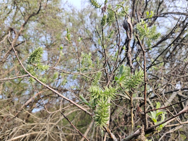 Salix iliensis photo 5