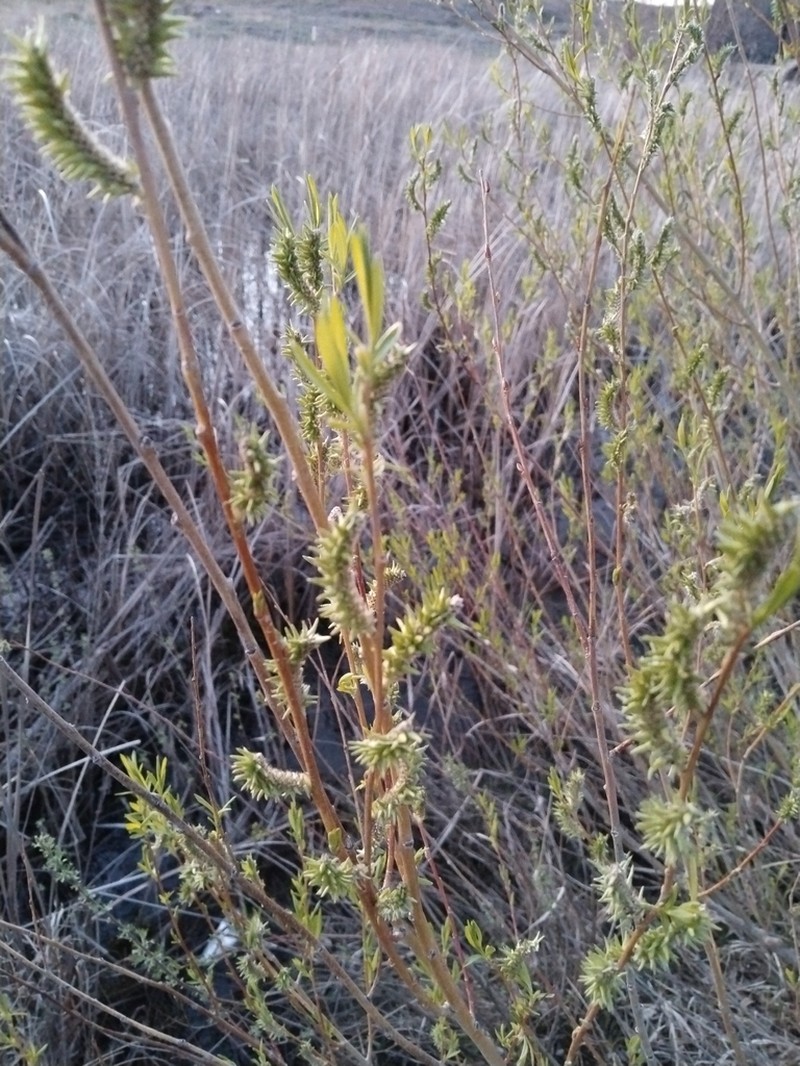 Salix iliensis photo 6