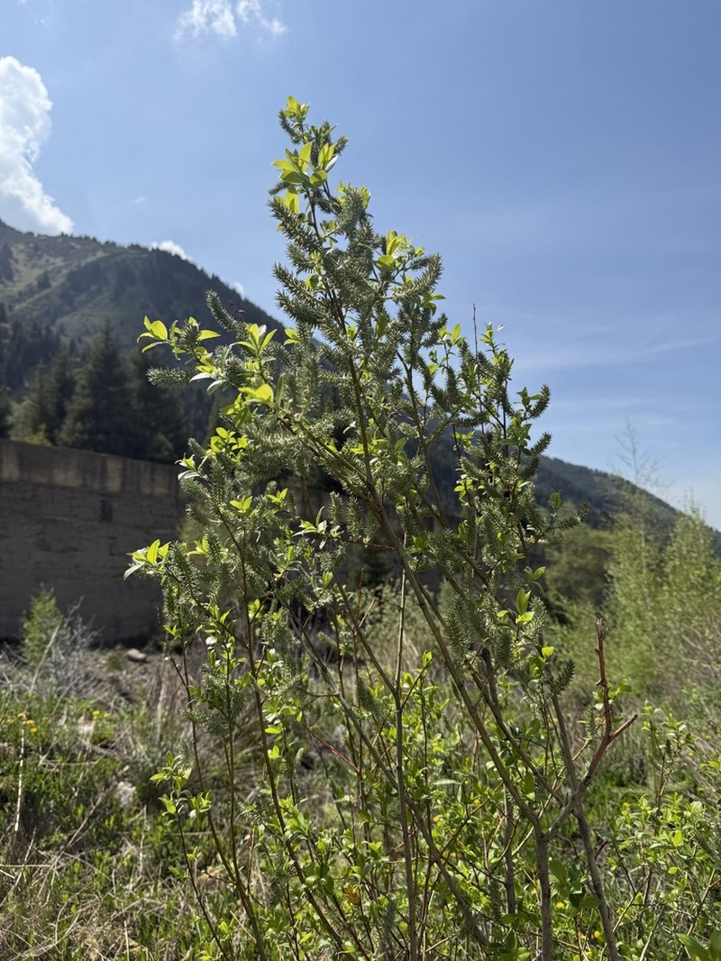 Salix iliensis photo 8