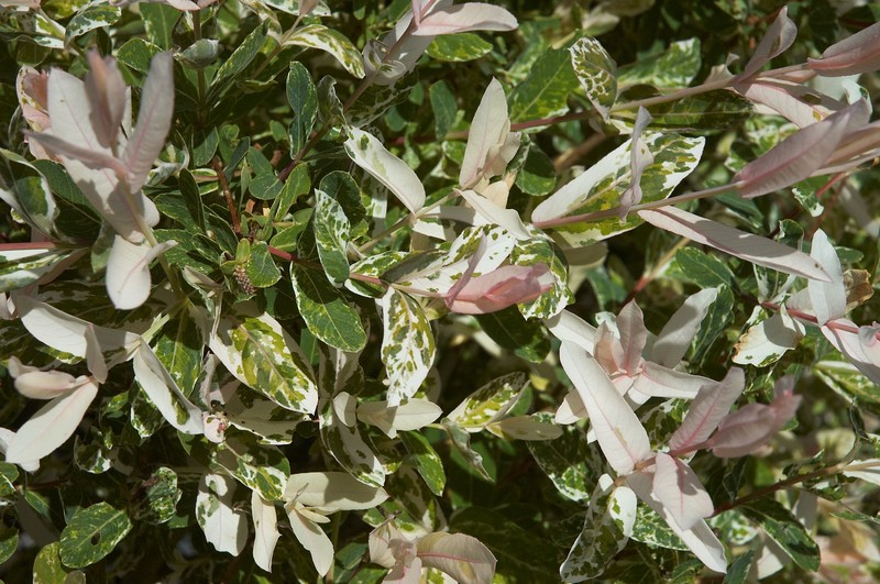 Salix integra photo 2