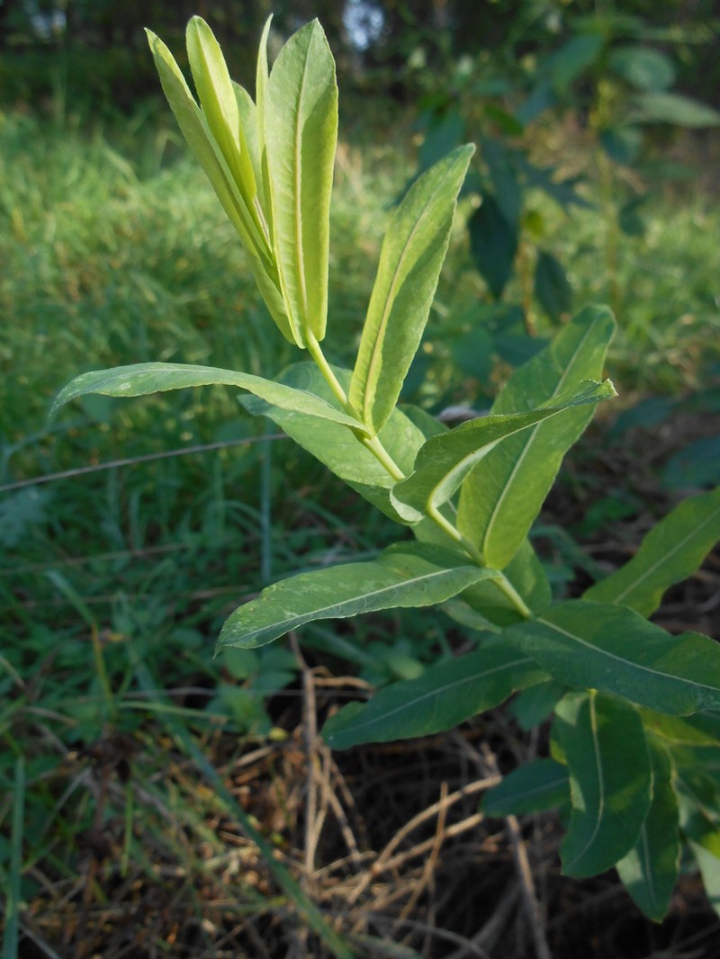 Salix integra photo 3