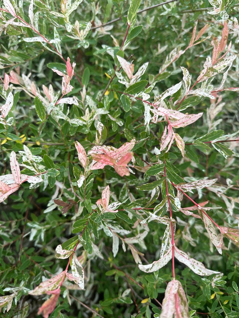 Salix integra photo 4