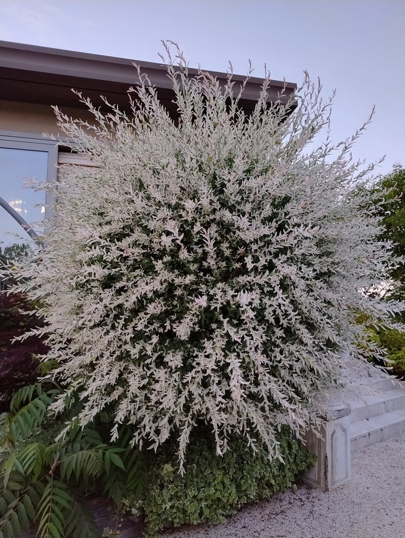 Salix integra photo 5