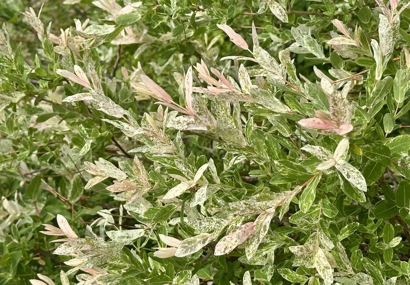 Salix integra photo 6