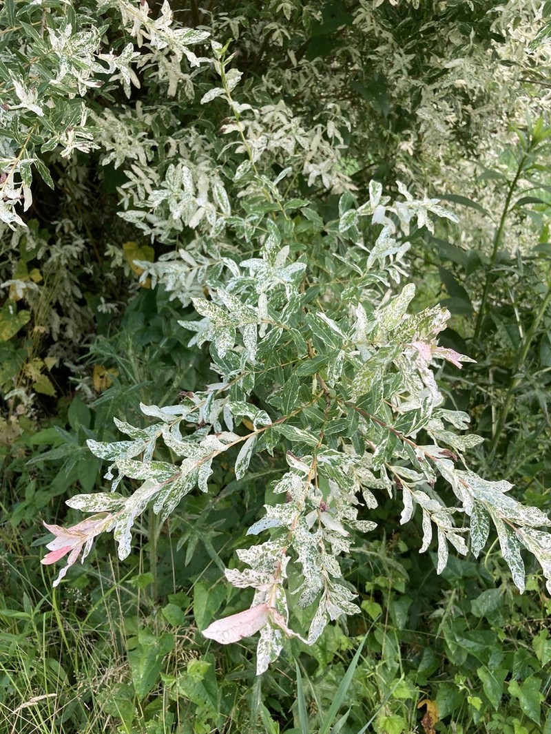 Salix integra photo 7