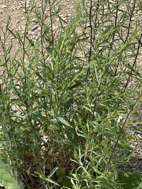 Sandbar Willow