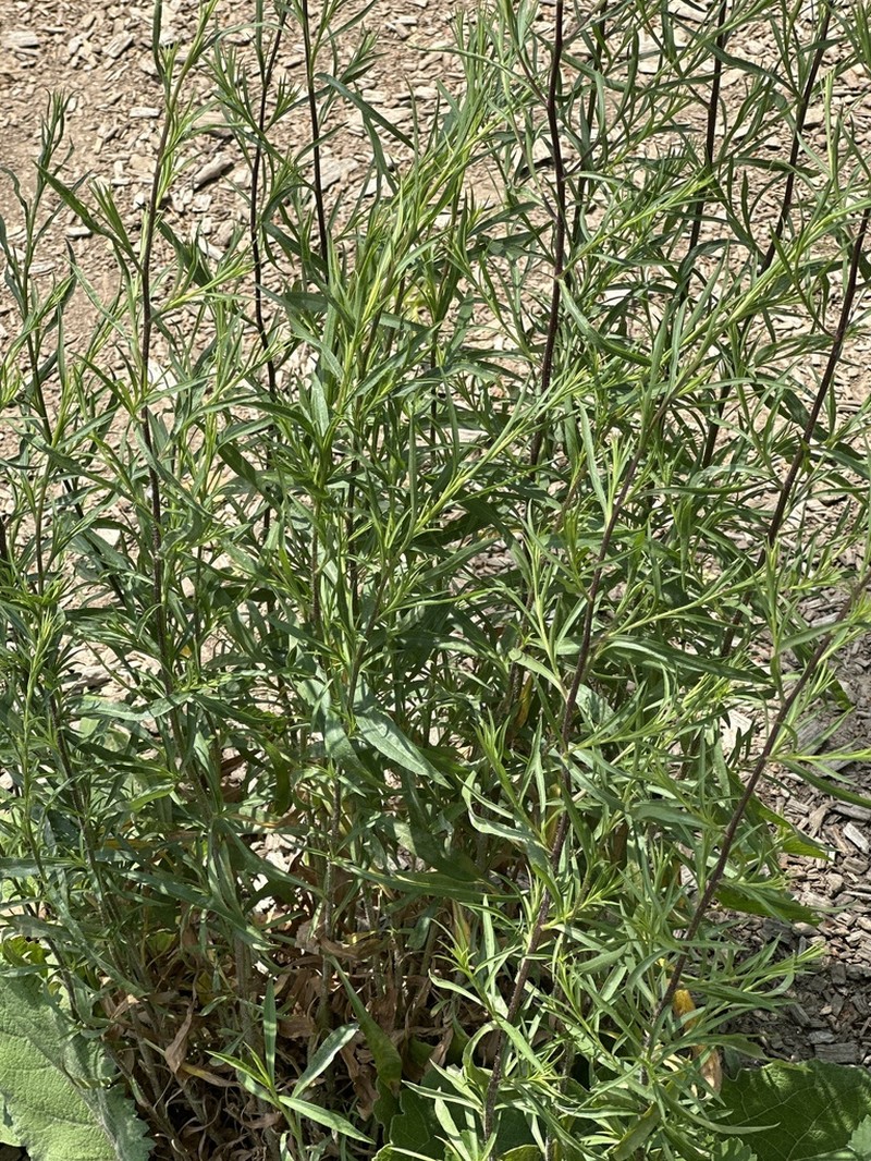 Sandbar Willow