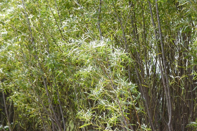 Sandbar Willow photo 3