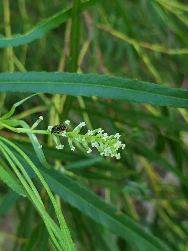 Sandbar Willow photo 5