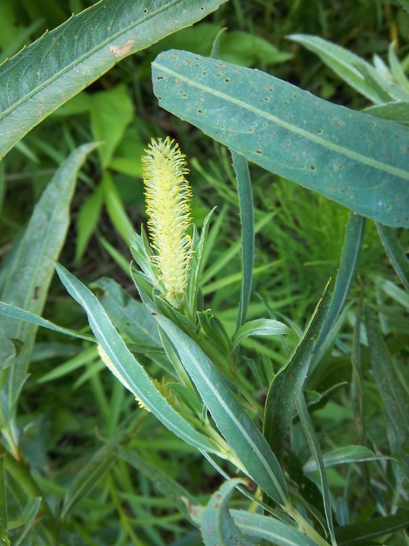 Sandbar Willow photo 6