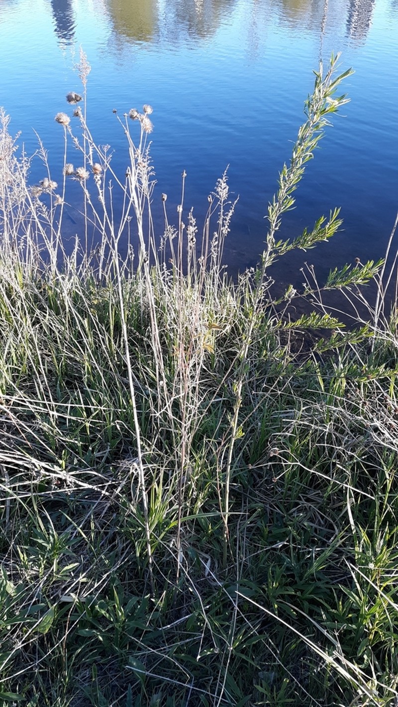 Sandbar Willow photo 7
