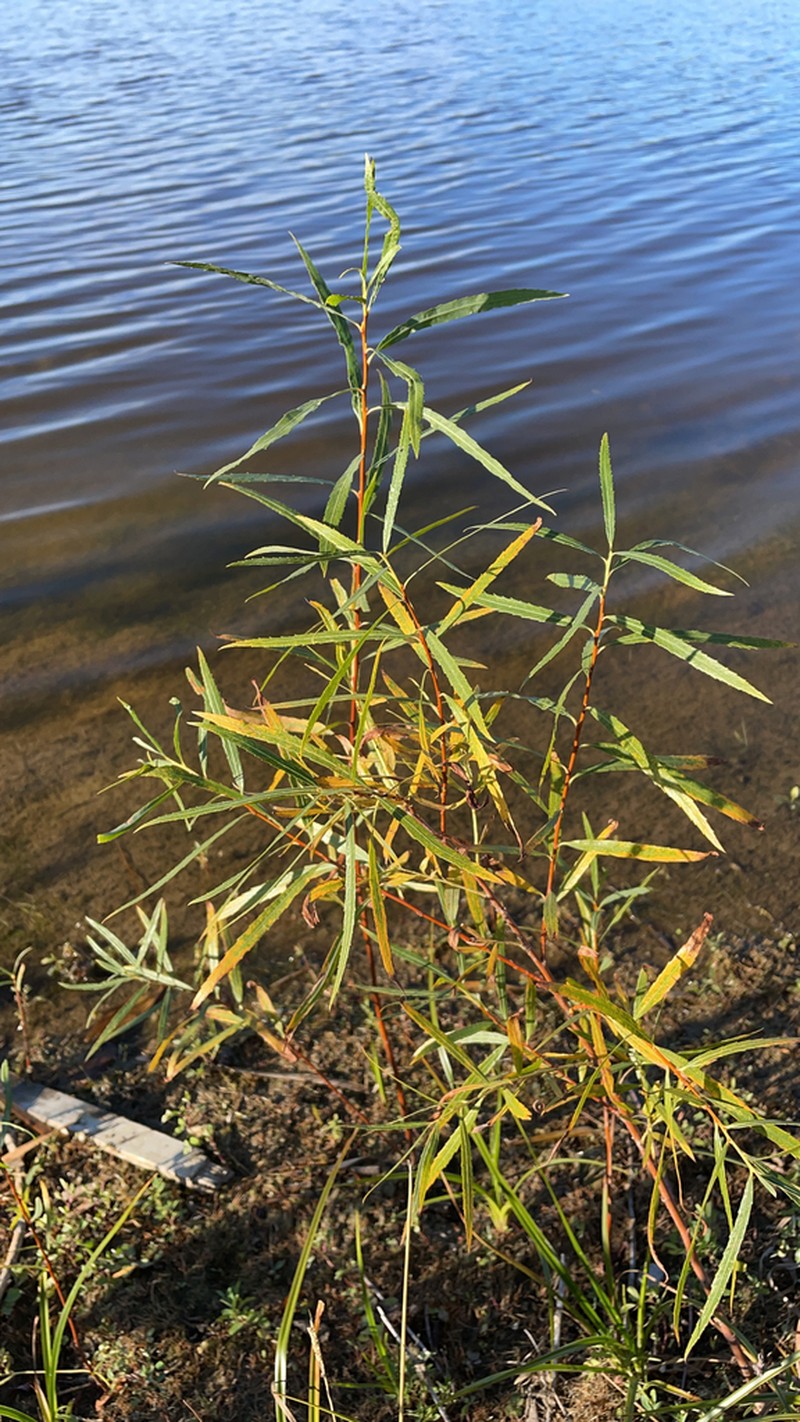 Sandbar Willow photo 8