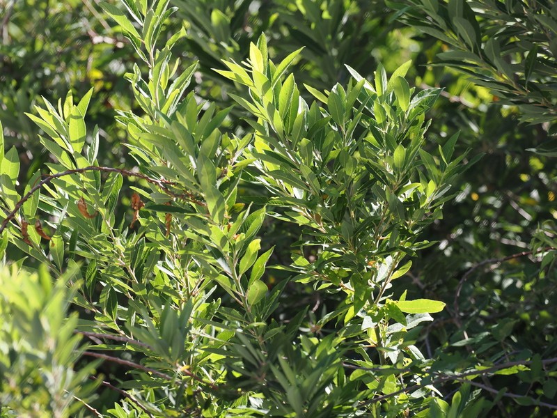 Salix ionica