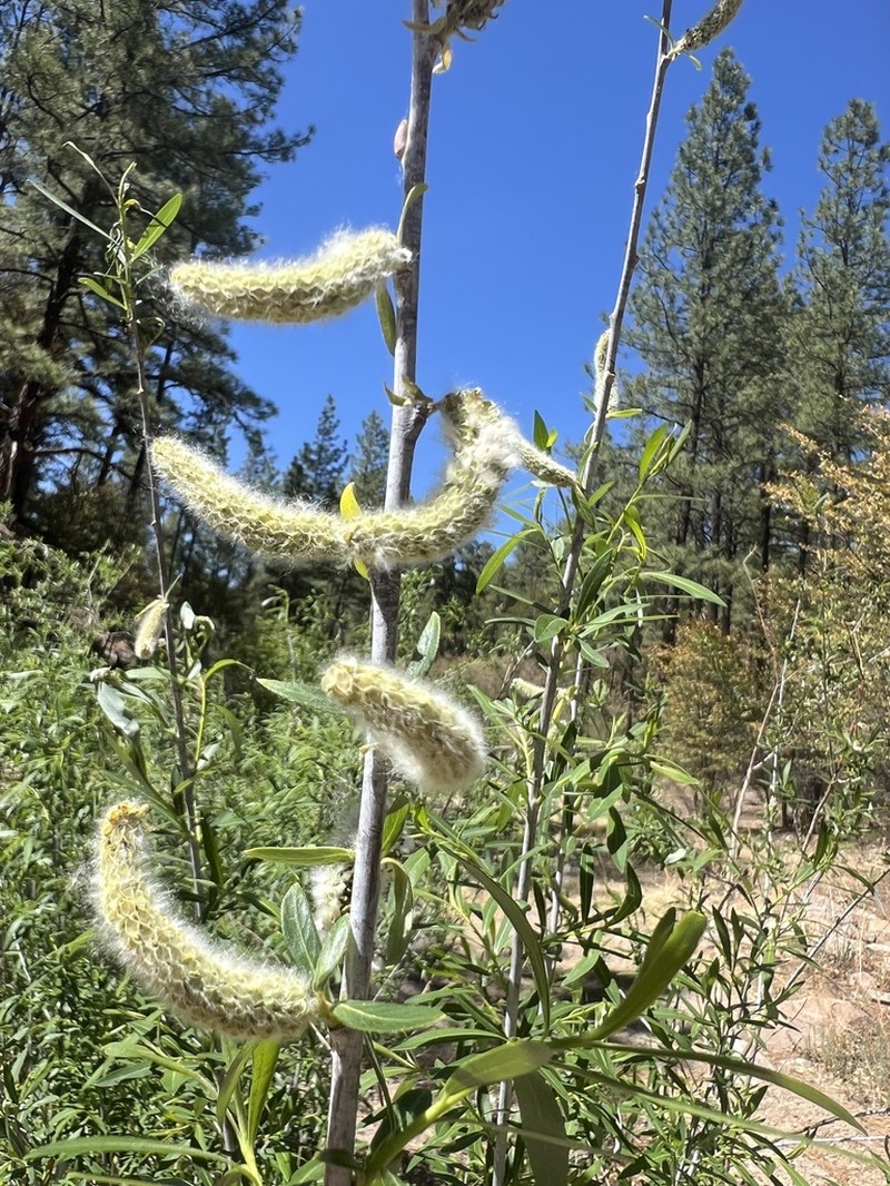 Dewystem Willow photo 3