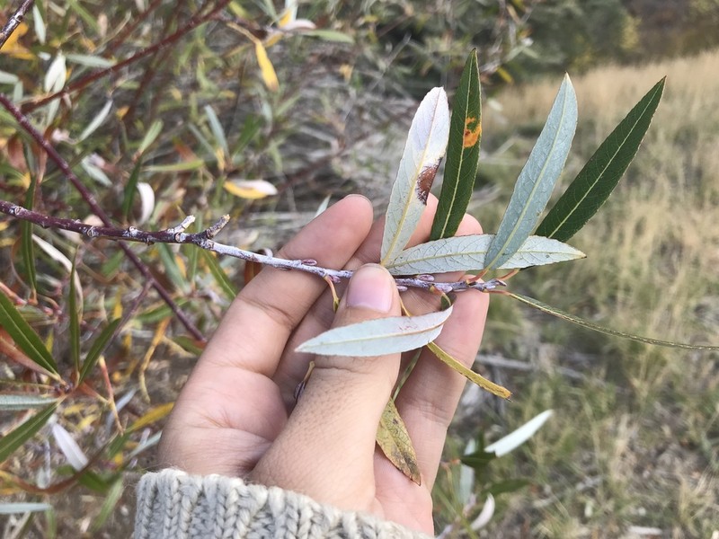 Dewystem Willow photo 4