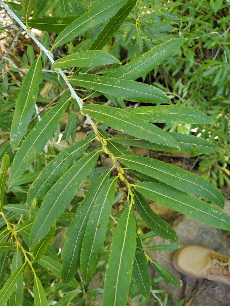 Dewystem Willow photo 5