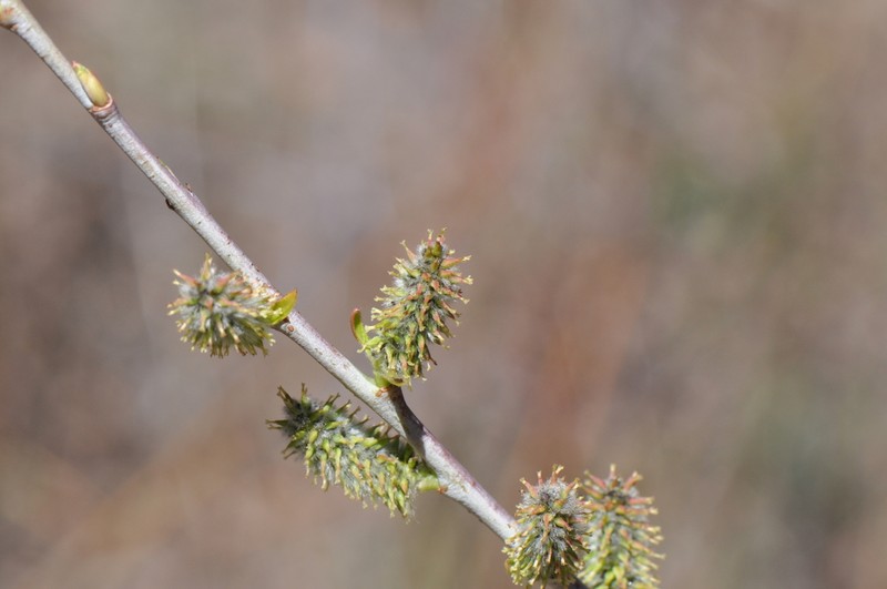 Dewystem Willow photo 6