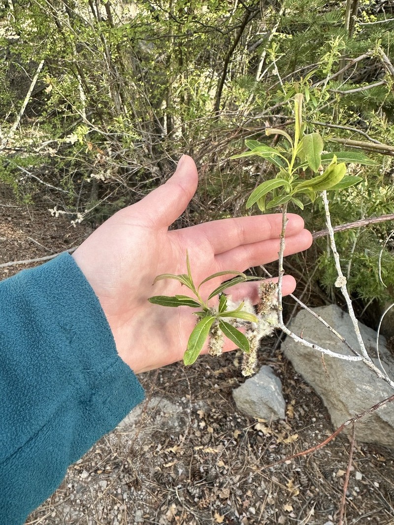 Dewystem Willow photo 7