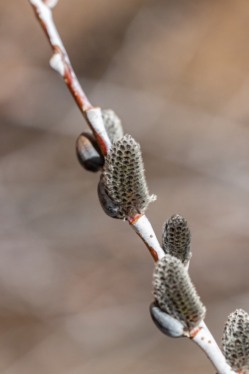 Dewystem Willow photo 8