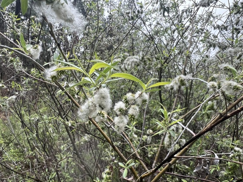 Dewystem Willow photo 9