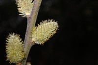 Salix jaliscana