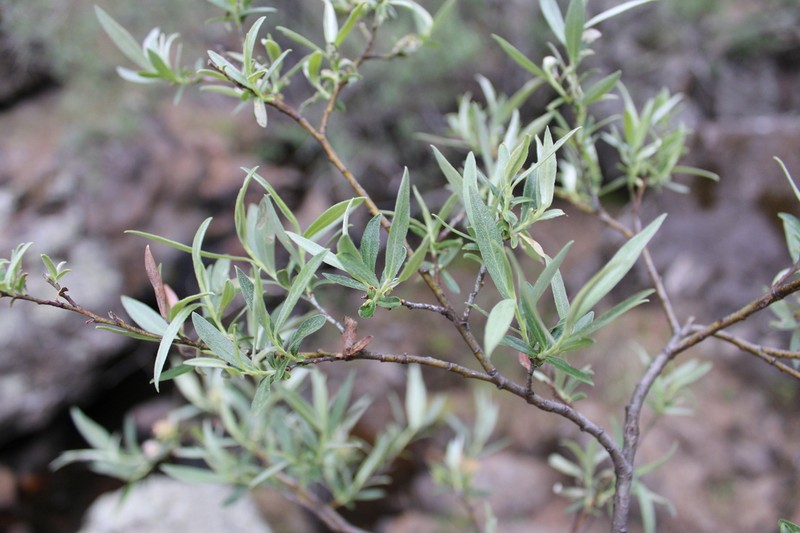 Salix jaliscana photo 2