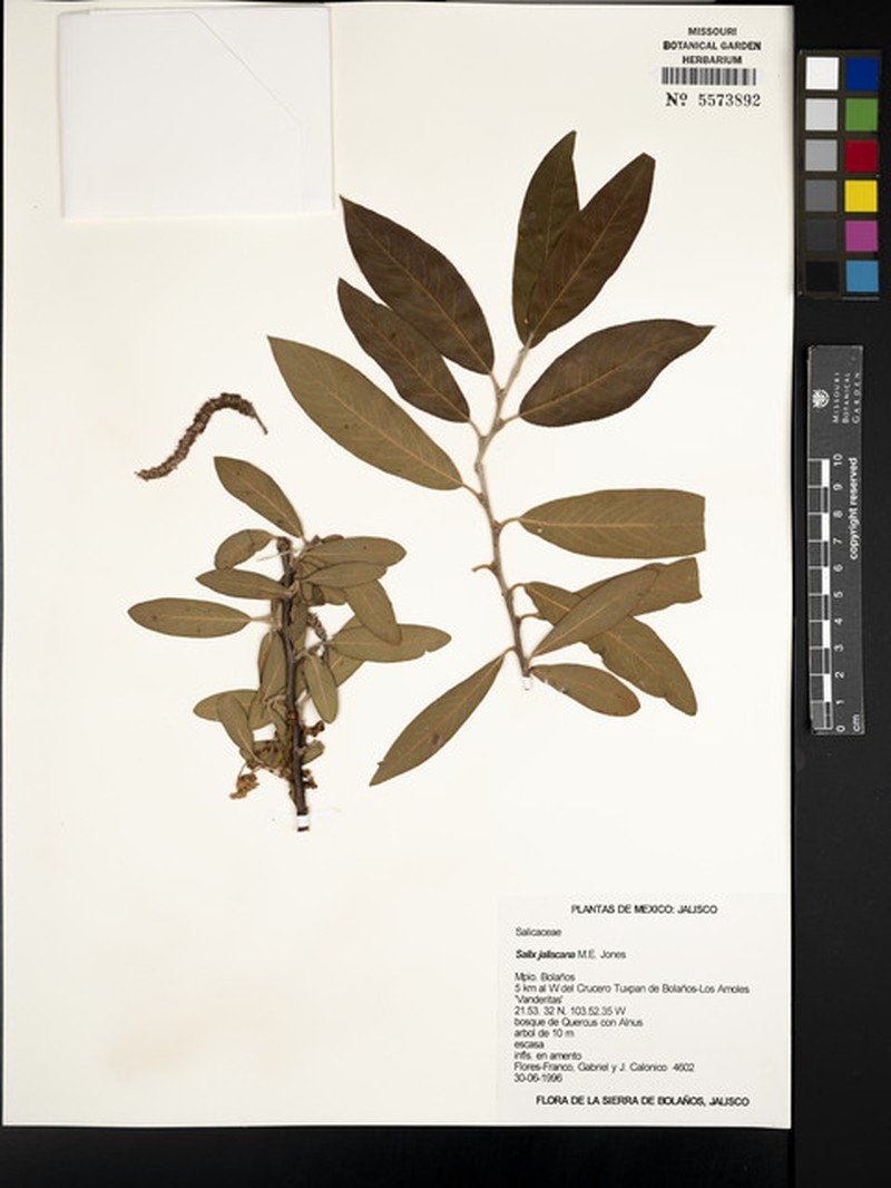 Salix jaliscana photo 3