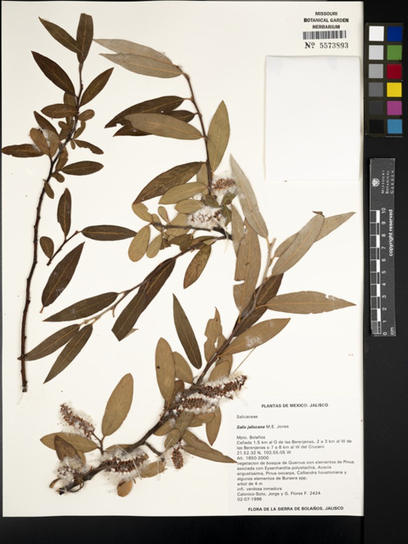 Salix jaliscana photo 4