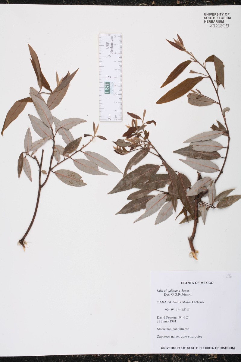 Salix jaliscana photo 5