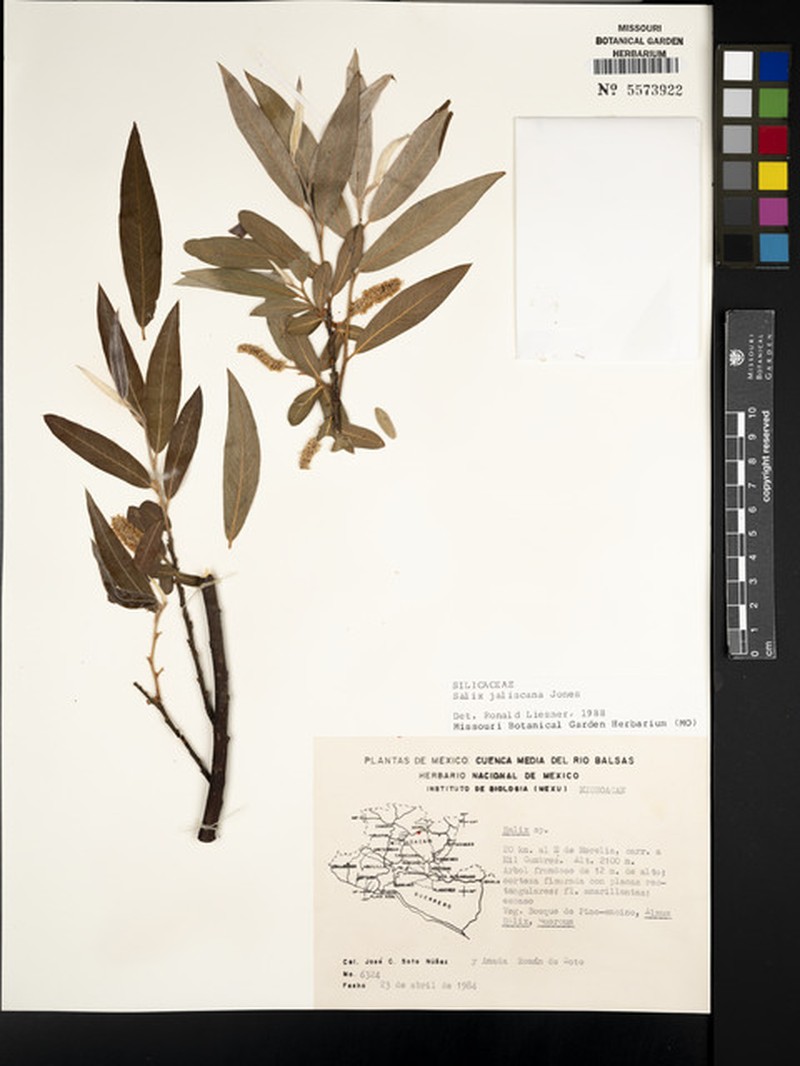 Salix jaliscana photo 6