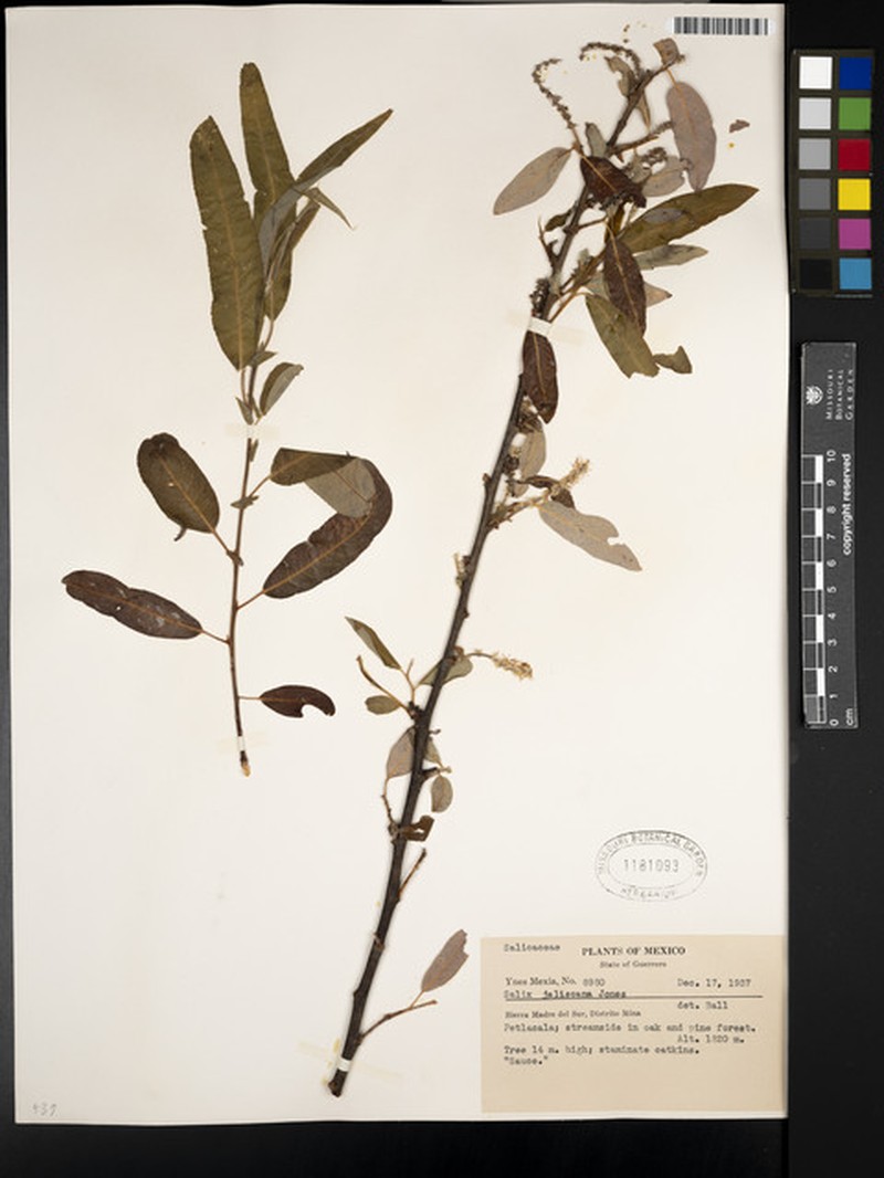 Salix jaliscana photo 7