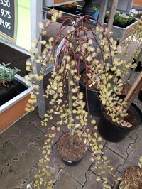 Salix japonica